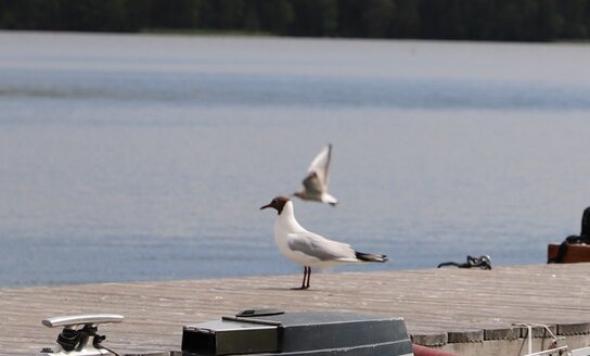 В Висагинском самоуправлении обнаружена озерная чайка, зараженная птичьим гриппом: что необходимо...
