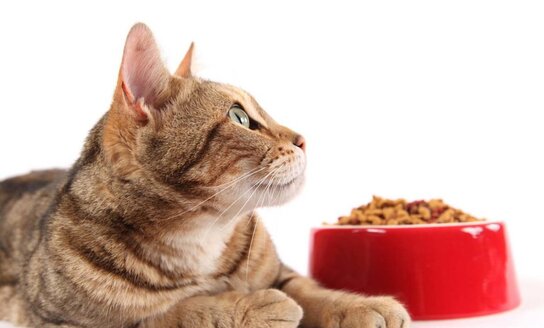 Esame atsakingi už tuos, kuriuos prisijaukinome