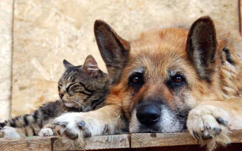 Pasirašyta sutartis dėl veterinarinių paslaugų suteikimo