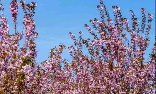 Dėl 2019 – 2023 m. kadencijos Visagino savivaldybės tarybos narių iniciatyvinės grupės siūlymo