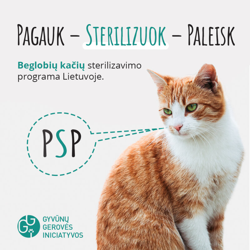 „Pagauk – sterilizuok – paleisk“  –  beglobių kačių sterilizavimo programa Lietuvoje