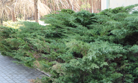 Norite sodinti medžius ar krūmus? Prieš tai teks gauti leidimą