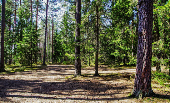Dėl vykdomų miško kirtimų šalia SB „Pavasaris“