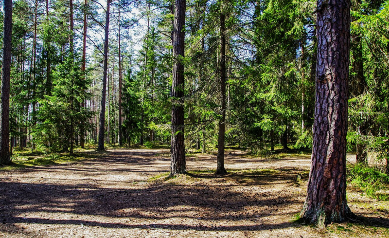 Dėl vykdomų miško kirtimų šalia SB „Pavasaris“
