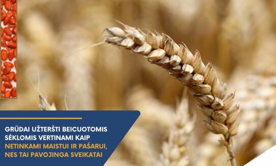 Svarbi VMVT žinutė ūkininkams: neatsakingas beicų naudojimas - rizika sveikatai!