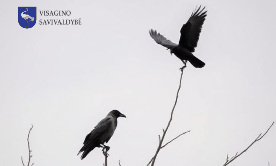 Dėl pilkųjų varnų ir kovų populiacijos gausos reguliavimo