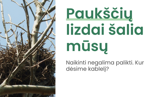 Nauja atmintinė: kada ir kaip galima perkelti arba ardyti laukinių paukščių lizdus