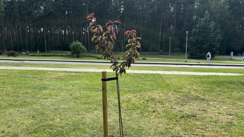 Pasodinta miesto-partnerio Varmės Lidzbarko padovanota Sakūra