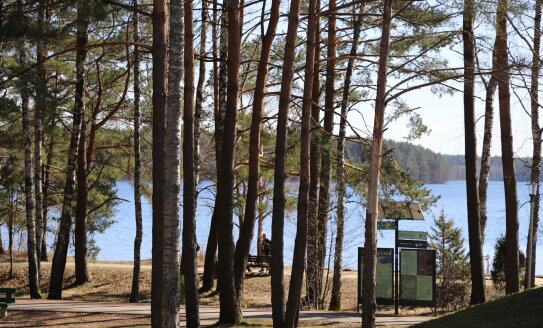 Visagino ežero pakrantėje vykdomi miško kirtimo darbai