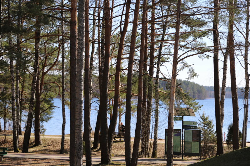 Visagino ežero pakrantėje vykdomi miško kirtimo darbai