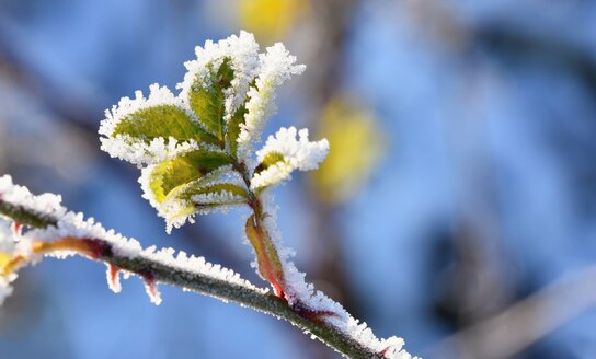 Nuo pavasarinių šalnų nukentėję sodininkai ir uogininkai kviečiami teikti paraiškas paramai gauti