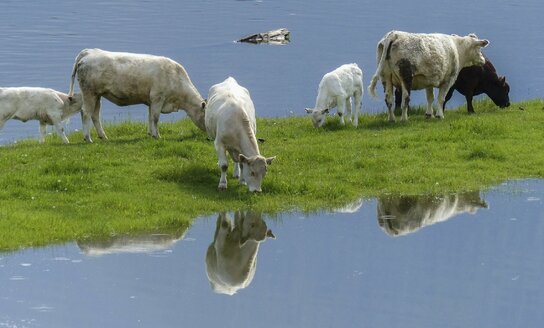 VMVT atmintinė gyvūnų laikytojams: pasitikrinkite, ar esate saugioje nuo potvynių zonoje?