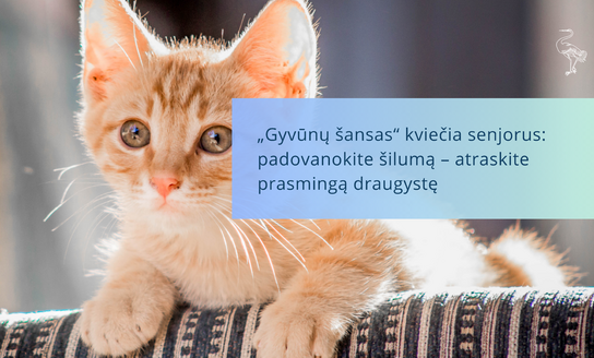 „Gyvūnų šansas“ kviečia senjorus: padovanokite šilumą – atraskite prasmingą draugystę