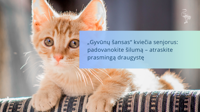 „Gyvūnų šansas“ kviečia senjorus: padovanokite šilumą – atraskite prasmingą draugystę