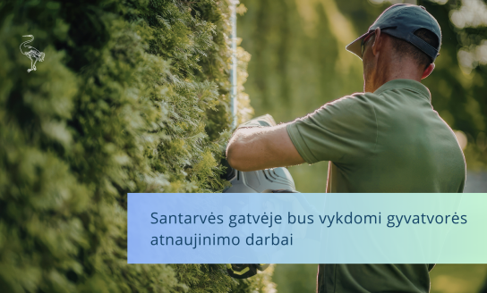 Santarvės gatvėje bus vykdomi gyvatvorės atnaujinimo darbai