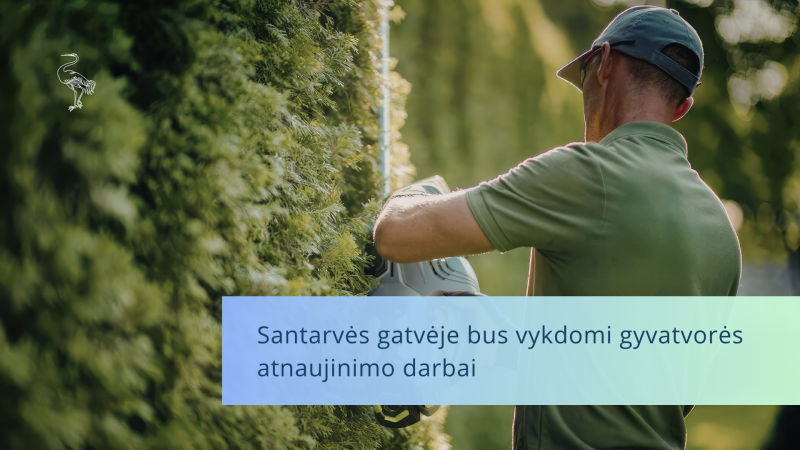 Santarvės gatvėje bus vykdomi gyvatvorės atnaujinimo darbai