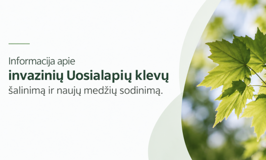 Informacija apie invazinių Uosialapių klevų šalinimą ir naujų medžių sodinimą